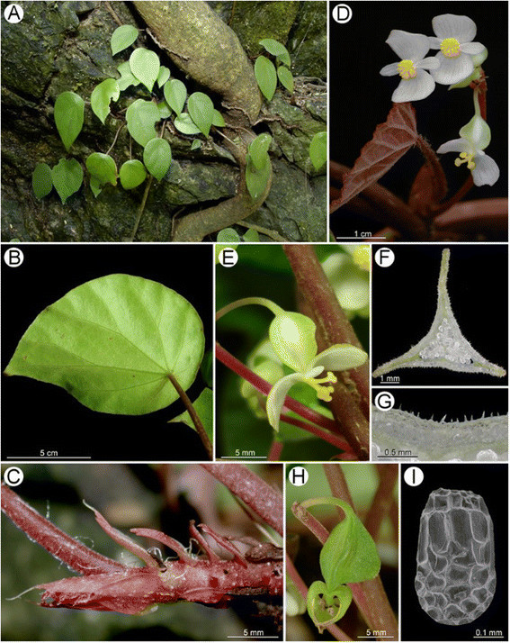 B. guixiensis